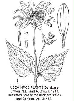 Heliopsis helianthoides image