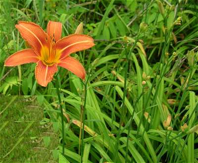 Hemerocallis fulva image