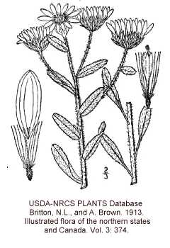 Heterotheca image