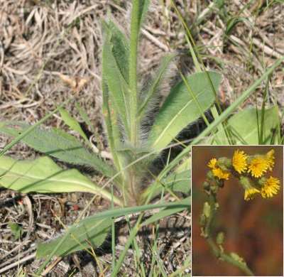 Hieracium longipilum image