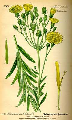 Hieracium umbellatum image