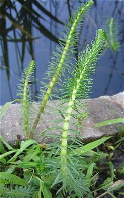 Hippuris image