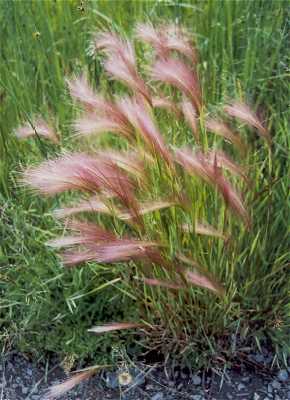 Hordeum image