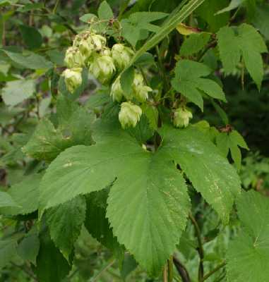 Humulus lupulus image
