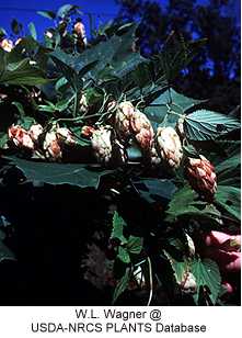 Humulus lupulus image