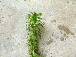 Hydrilla verticillata image