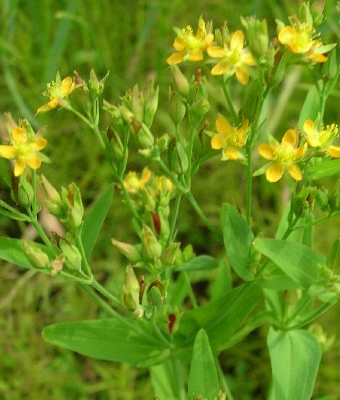 Hypericum image