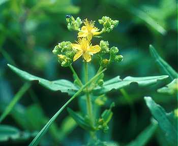 Hypericum sphaerocarpum image