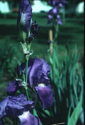 Iris image