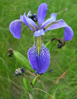 Iris versicolor image