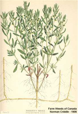 Iva axillaris image