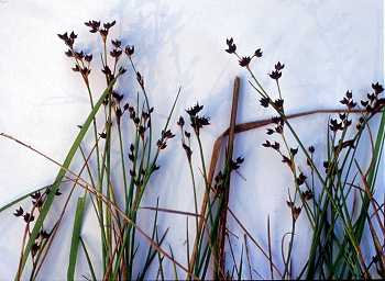 Juncus articulatus image