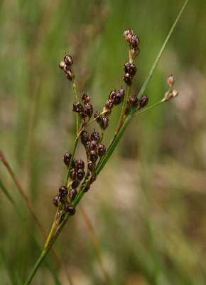 Juncus compressus image