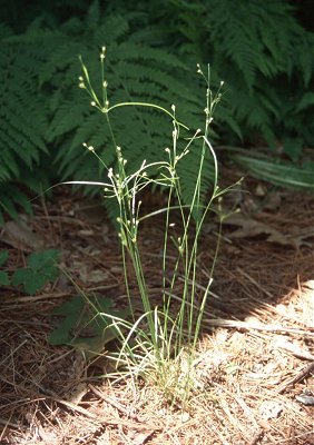 Juncus tenuis image