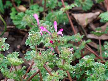 Lamium amplexicaule image