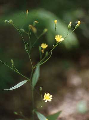 Lapsana communis image