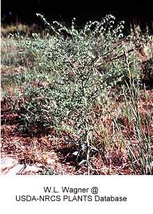 Lappula redowskii image