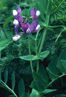 Lathyrus japonicus image