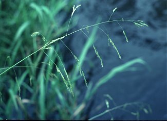 Leersia oryzoides image