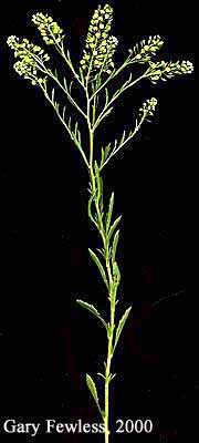Lepidium virginicum image