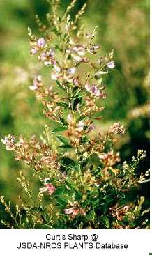 Lespedeza thunbergii image