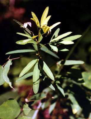 Lespedeza image