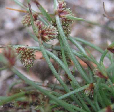 Lipocarpha micrantha image