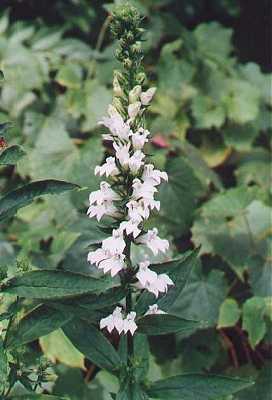 Lobelia siphilitica image