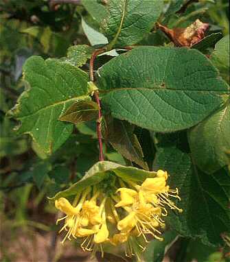 Caprifoliaceae image