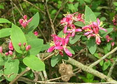 Lonicera X bella image