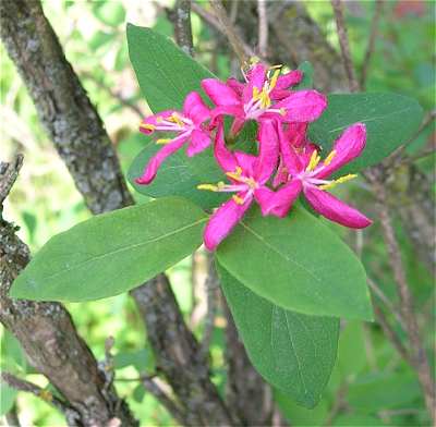 Caprifoliaceae image
