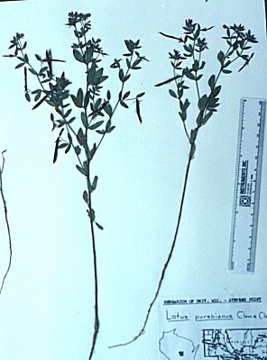 Lotus image