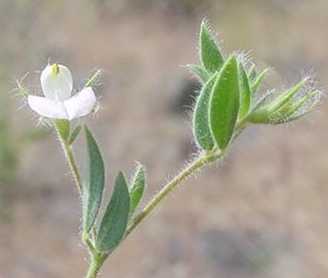 Lotus unifoliolatus var. unifoliolatus image