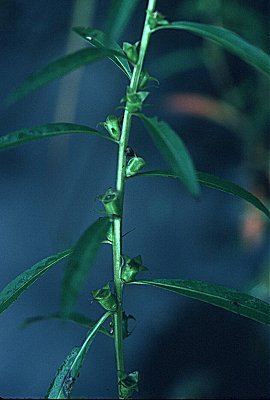 Ludwigia polycarpa image