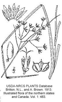 Luzula image