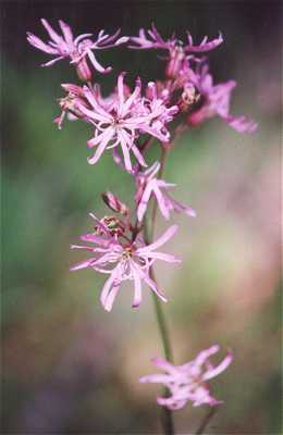 Silene flos-cuculi image