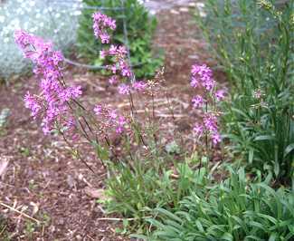 Silene viscaria image