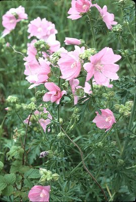 Malva moschata image