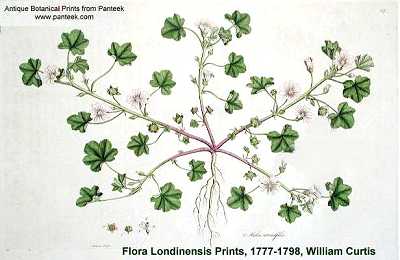 Malva pusilla image