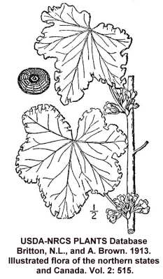 Malvaceae image