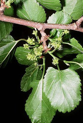 Morus alba image