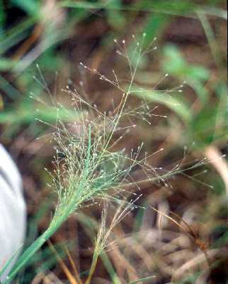 Muhlenbergia asperifolia image