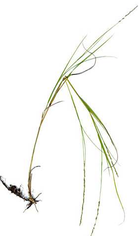 Muhlenbergia cuspidata image