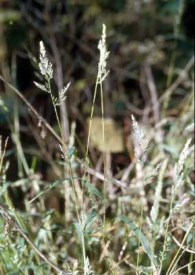 Muhlenbergia frondosa image