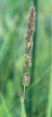 Muhlenbergia glomerata image