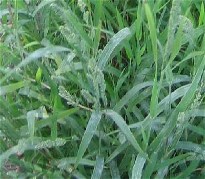 Muhlenbergia mexicana image