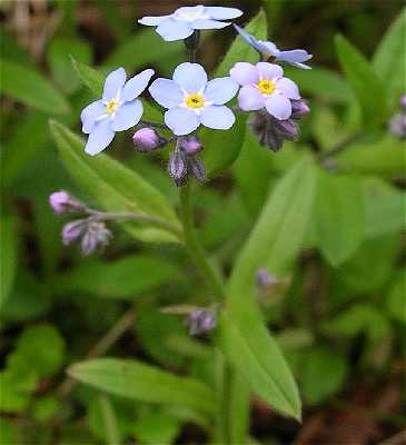 Myosotis sylvatica image