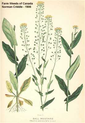 Brassicaceae image