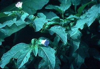 Nicandra physalodes image