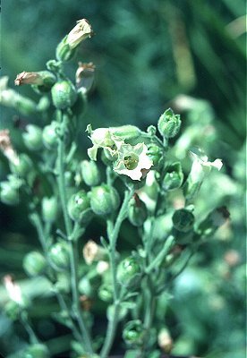 Solanaceae image